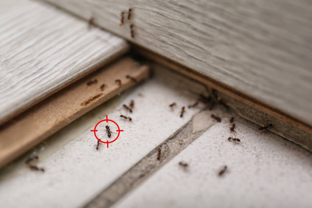 Best Pest Removal Services  in Centereach, NY