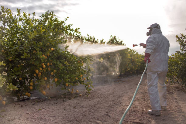 Best Termite Control Services  in Centereach, NY