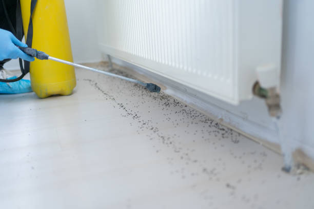 Best Flea Control Services  in Centereach, NY